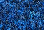 5546-INDY-BLUE